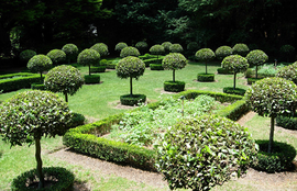 Куст с формами: как украсить сад топиариями